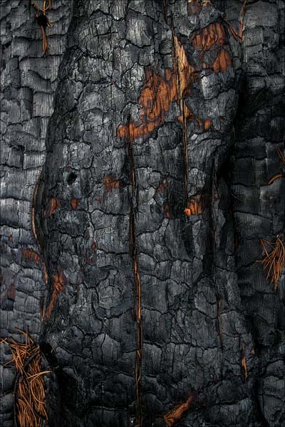 hauntedforest-5